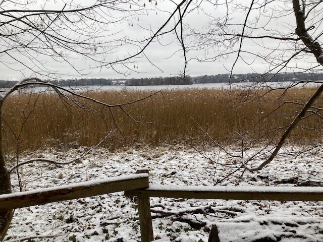 Röhrichtbestand an der winterlichen Havel