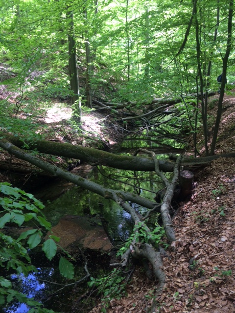 Berliner Prozessschutzwald, Naturpark Barnim