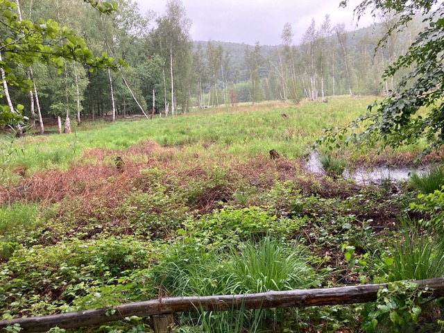 Das Teufelsmoor im Köpenicker Wald